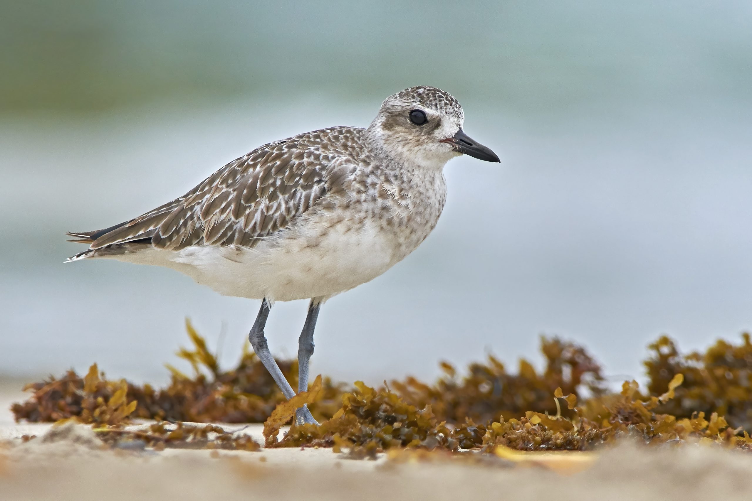 Black-bellied Plover
