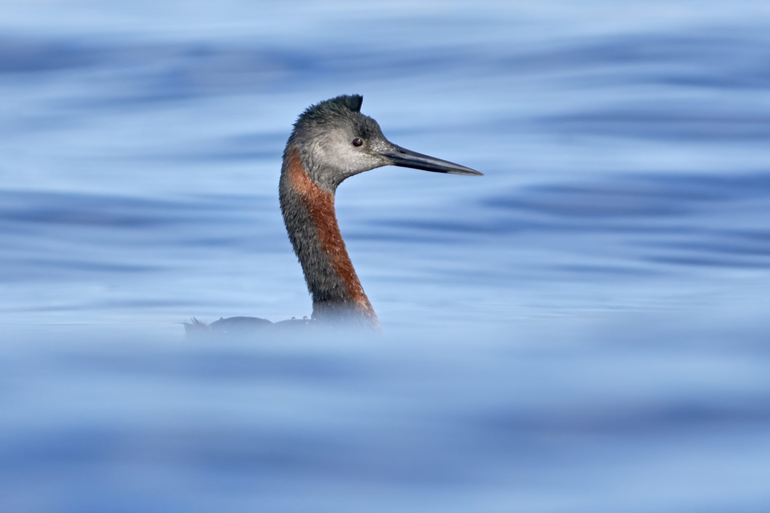 Great Grebe