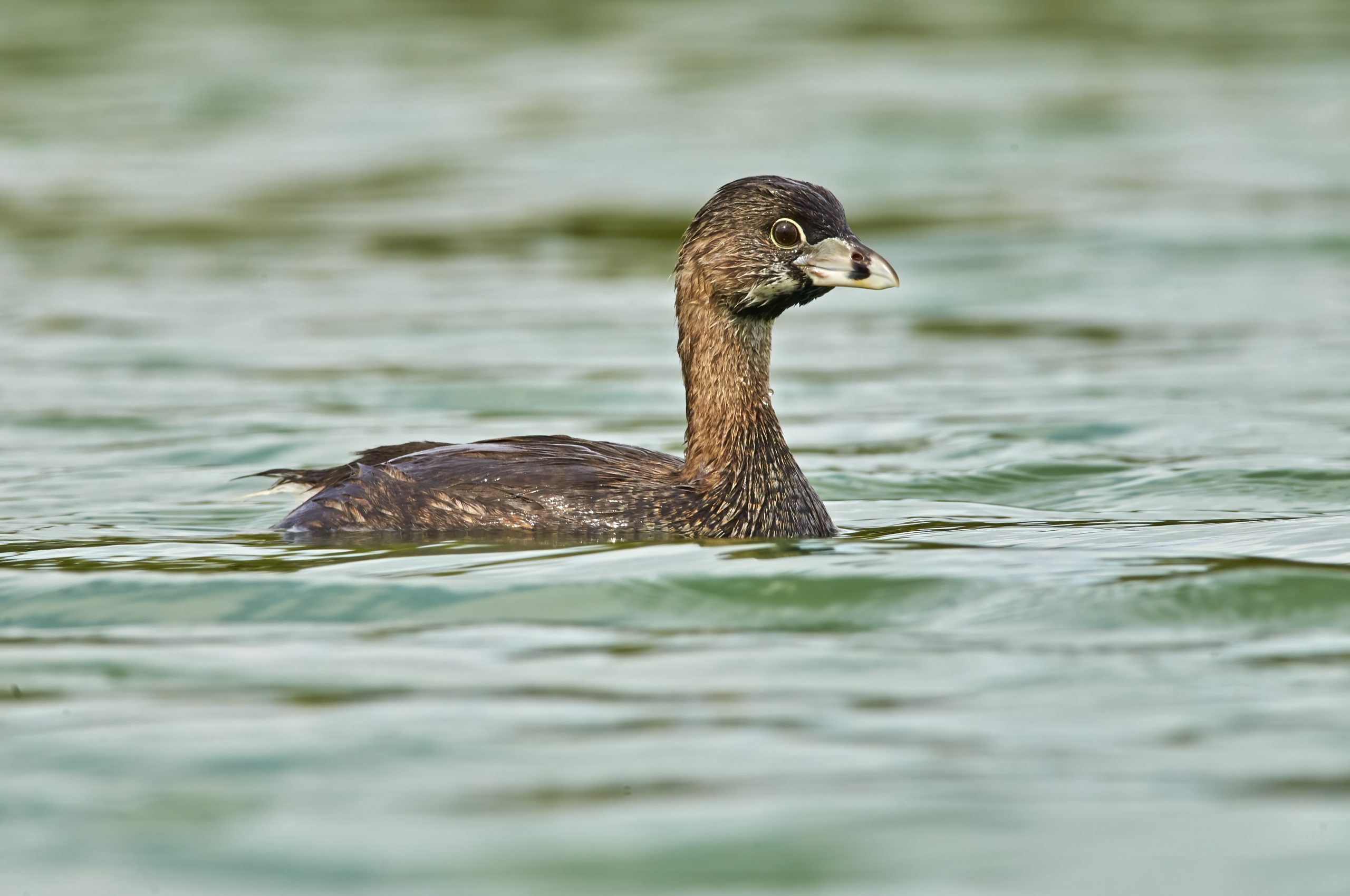 Pied-billed Grebe