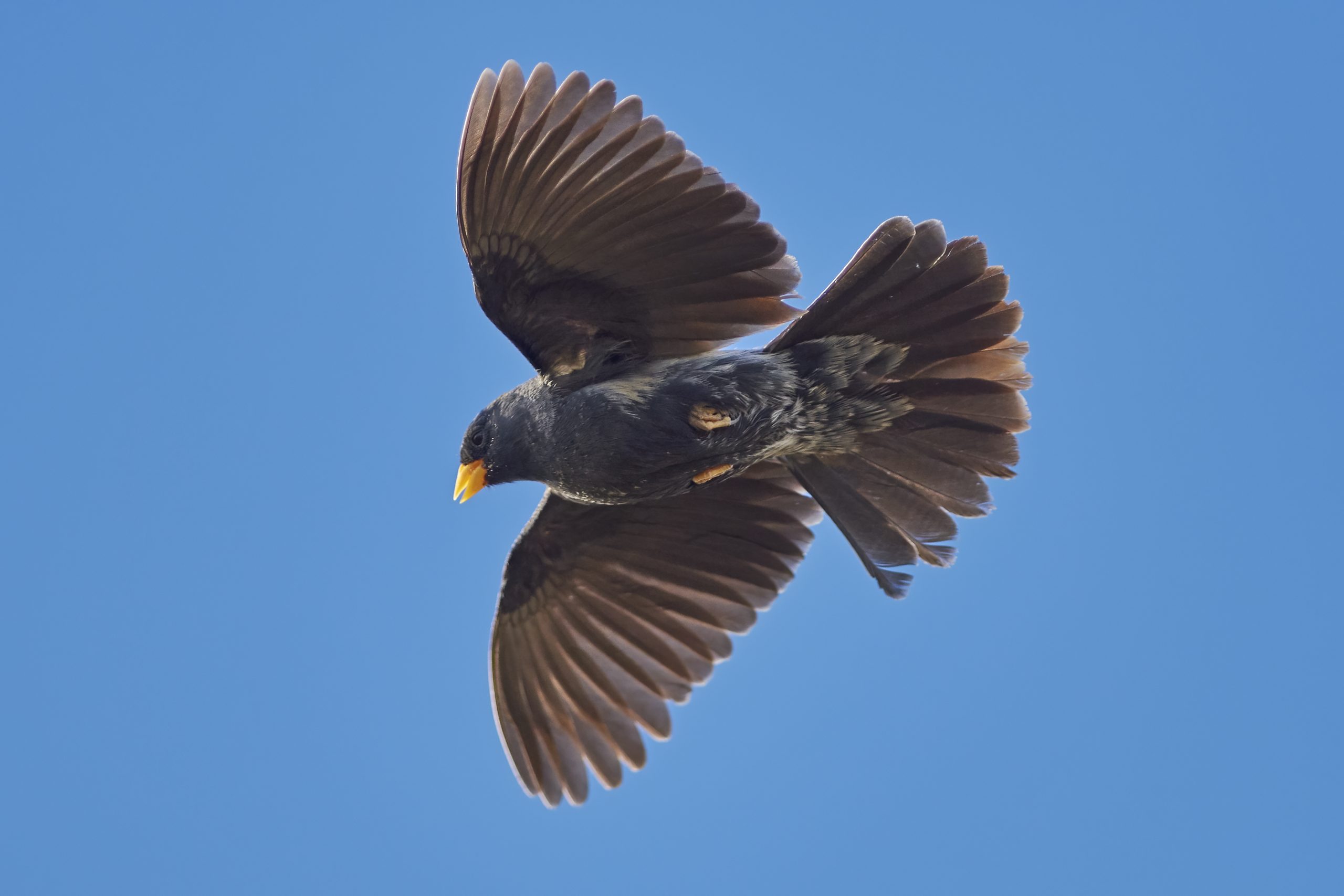 Carbonated Sierra Finch