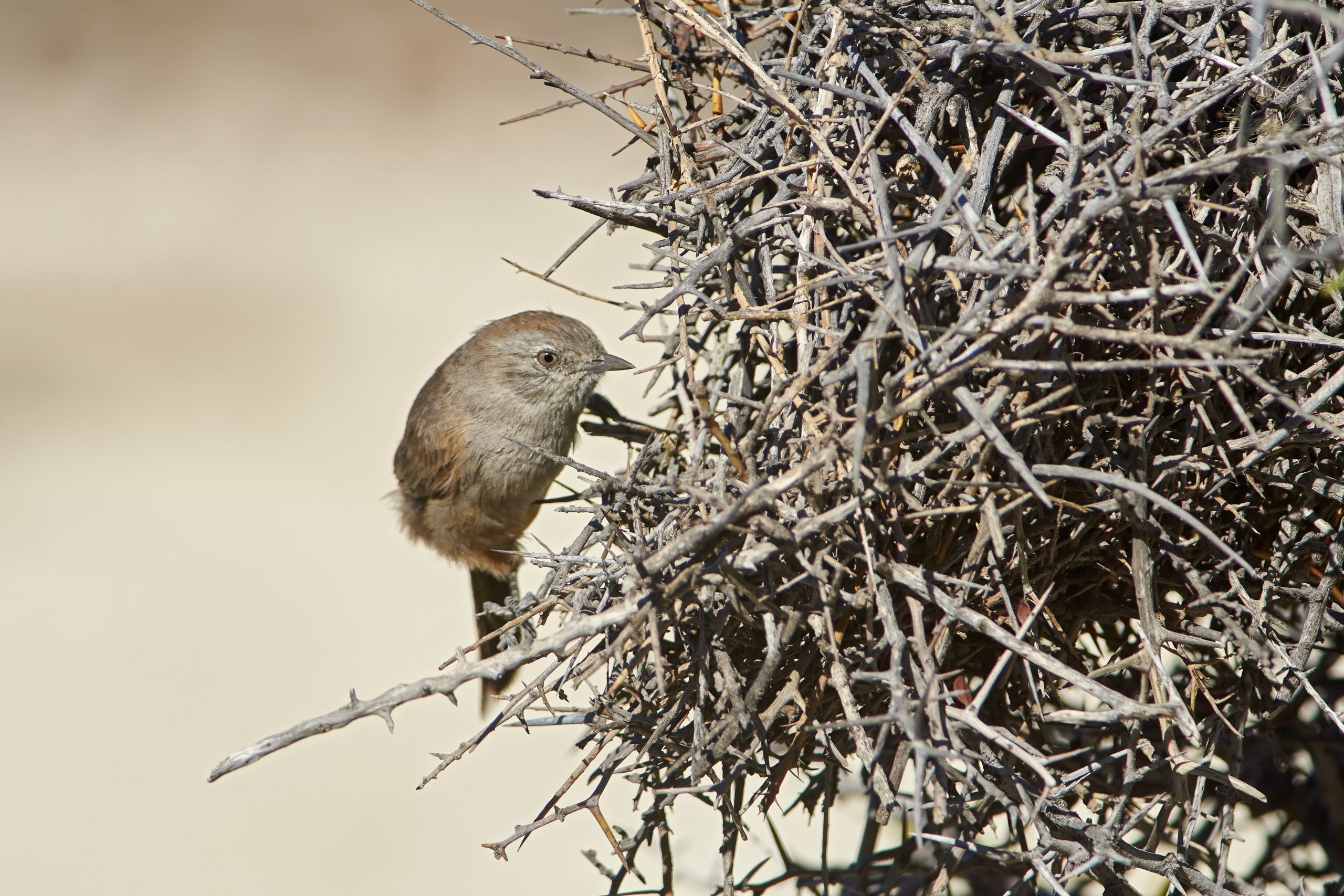 Patagonian Canastero