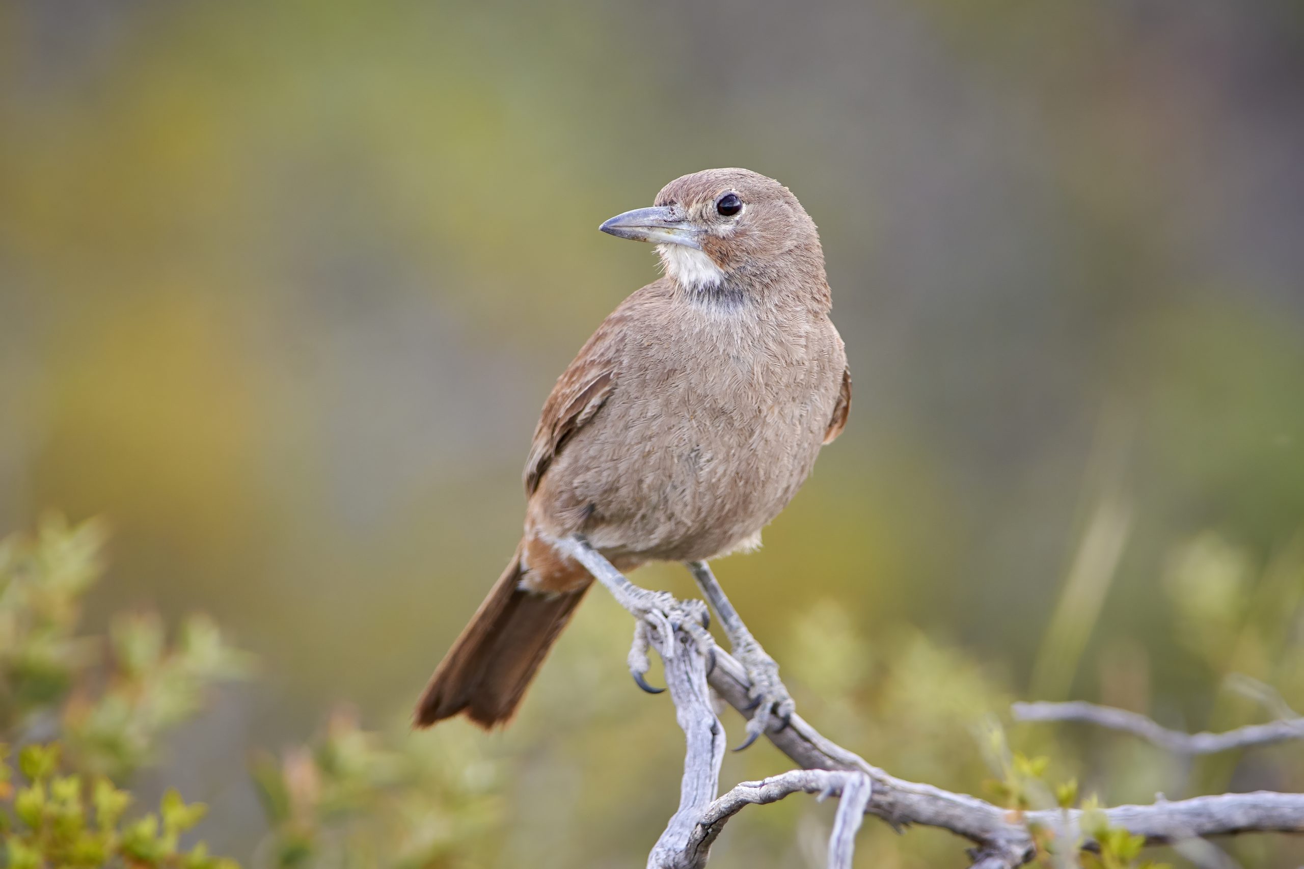 White-throated Cacholote