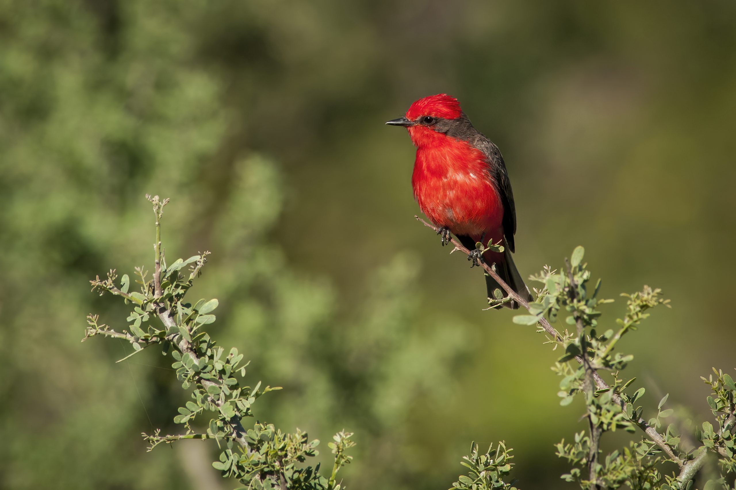 Vermilion Flycatcher
