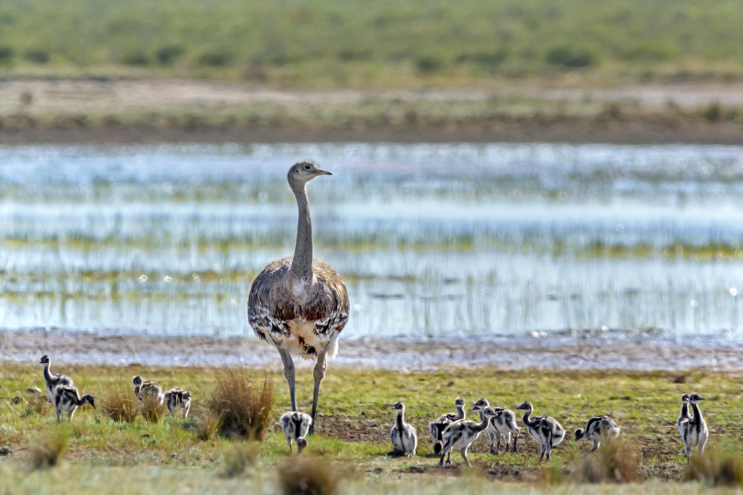 Lesser Rhea