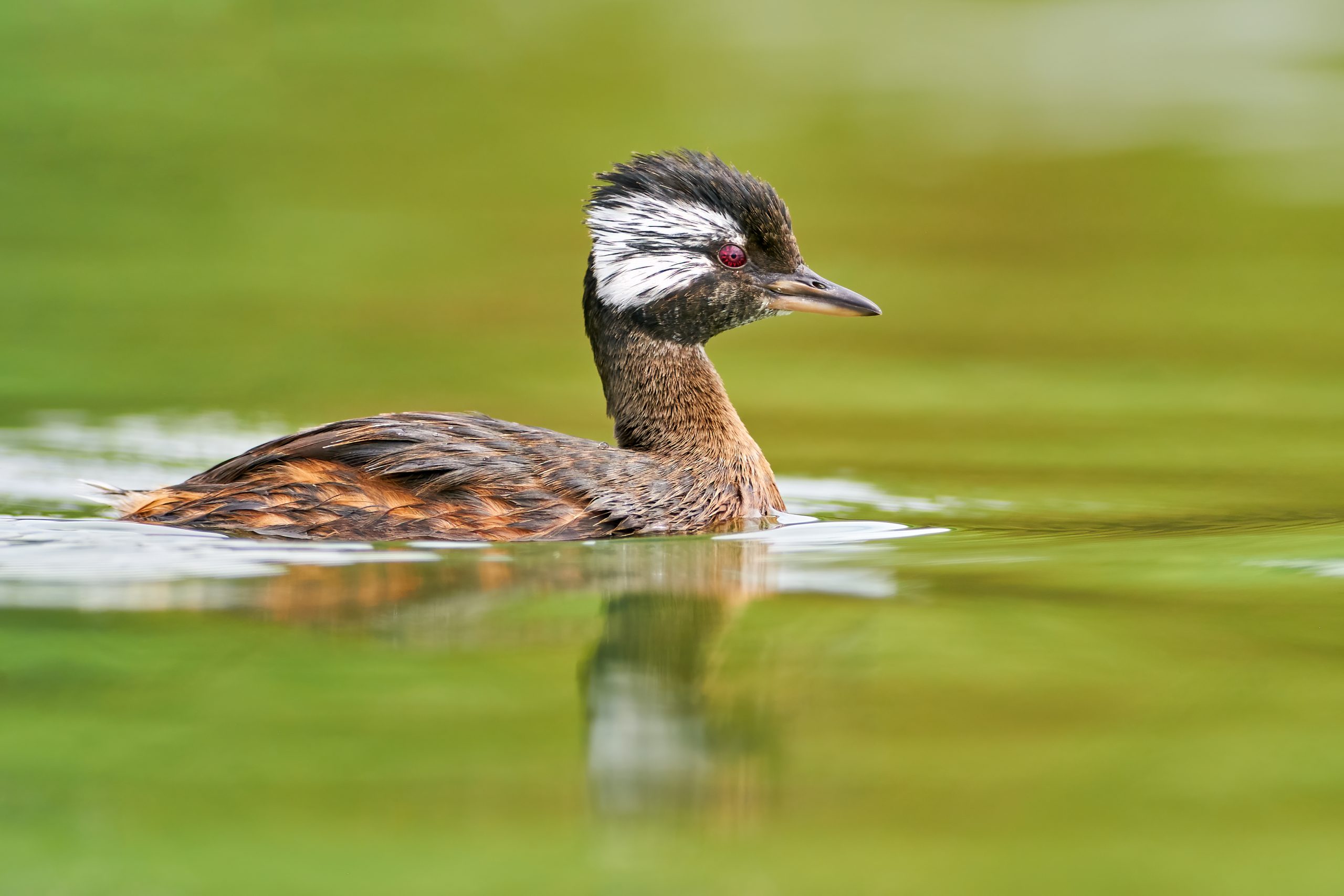 White-tufted Grebe