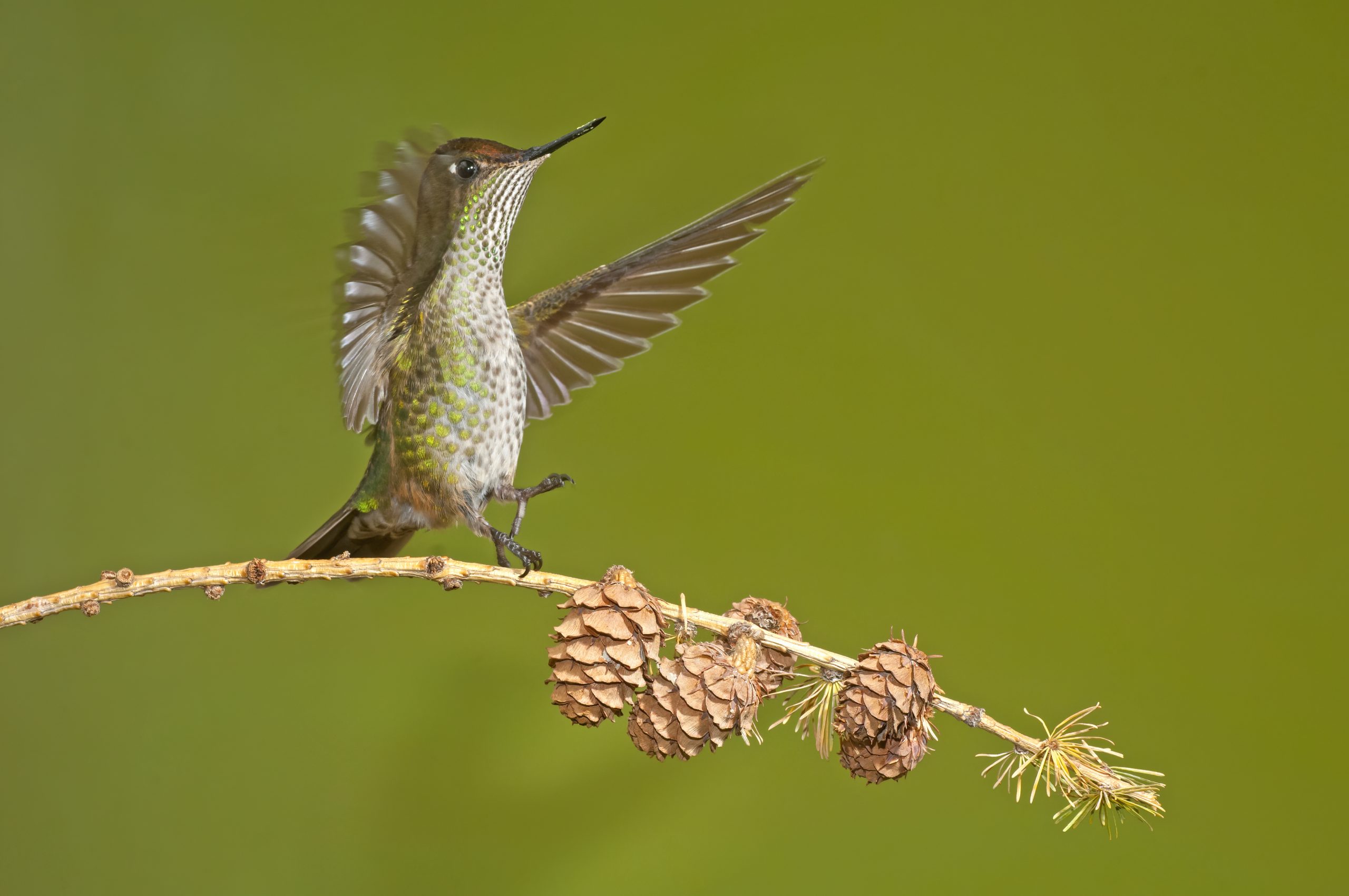 Green-backed Firecrown
