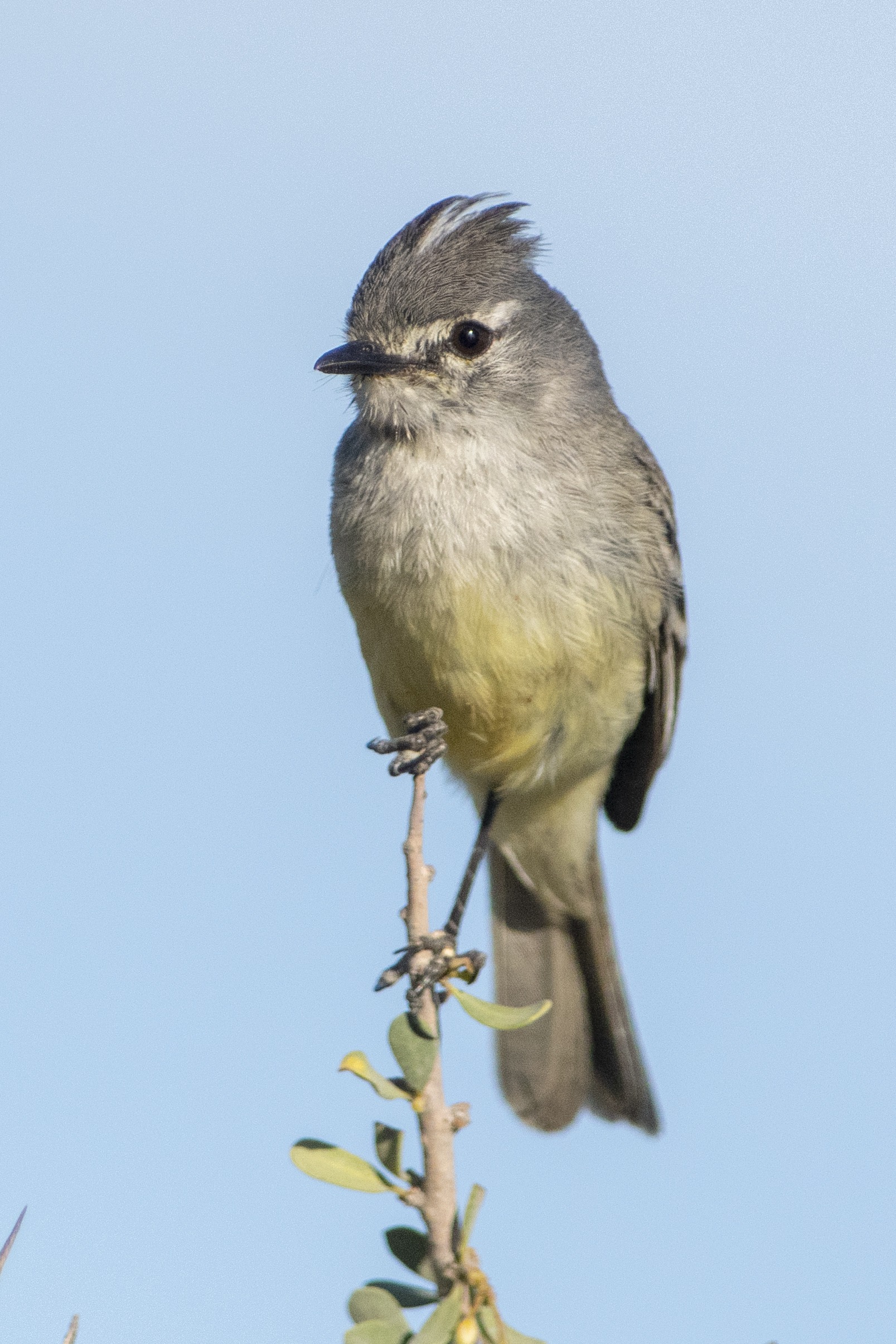 Straneck's Tyrannulet