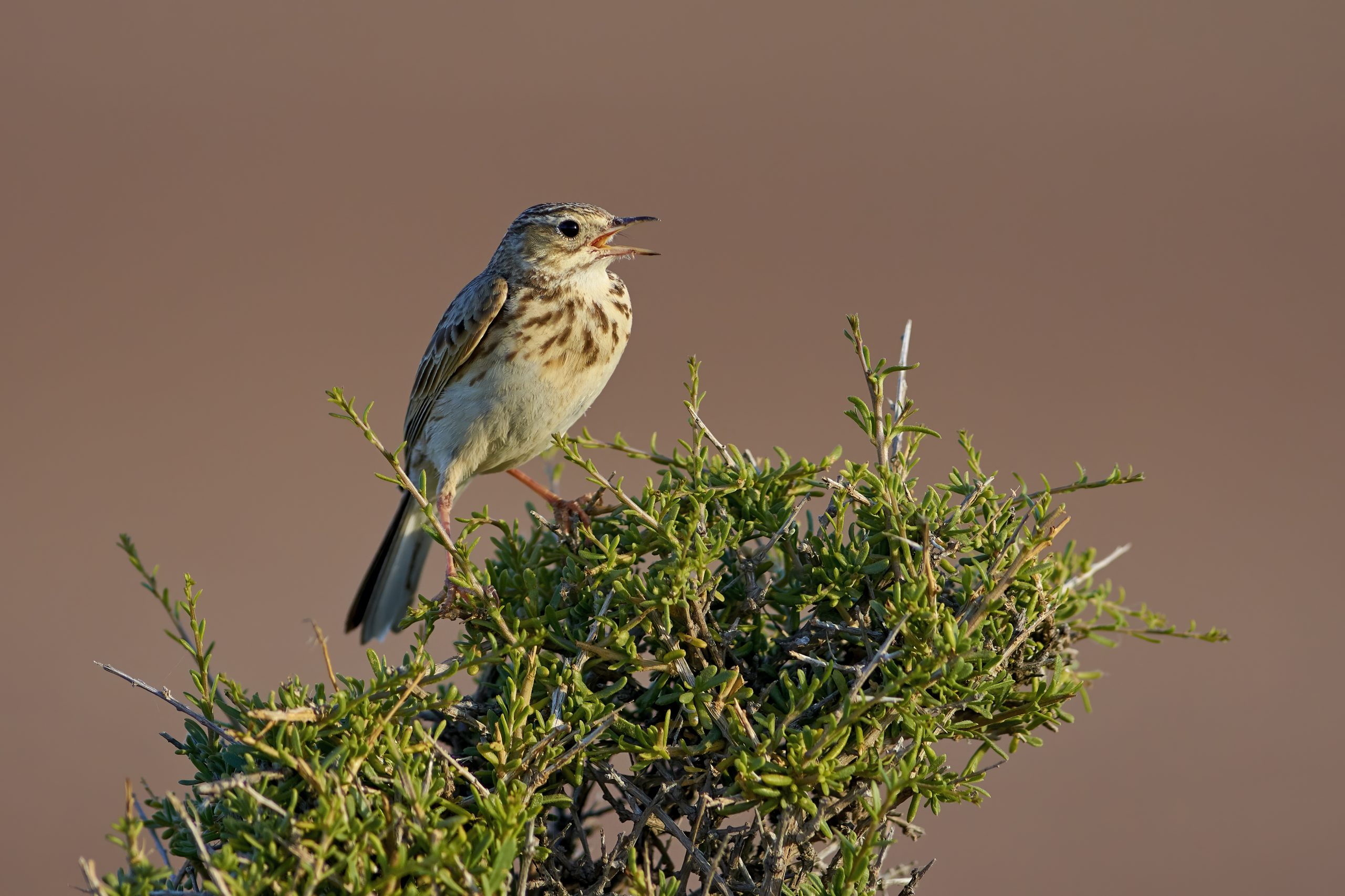 Short-billed Pipit