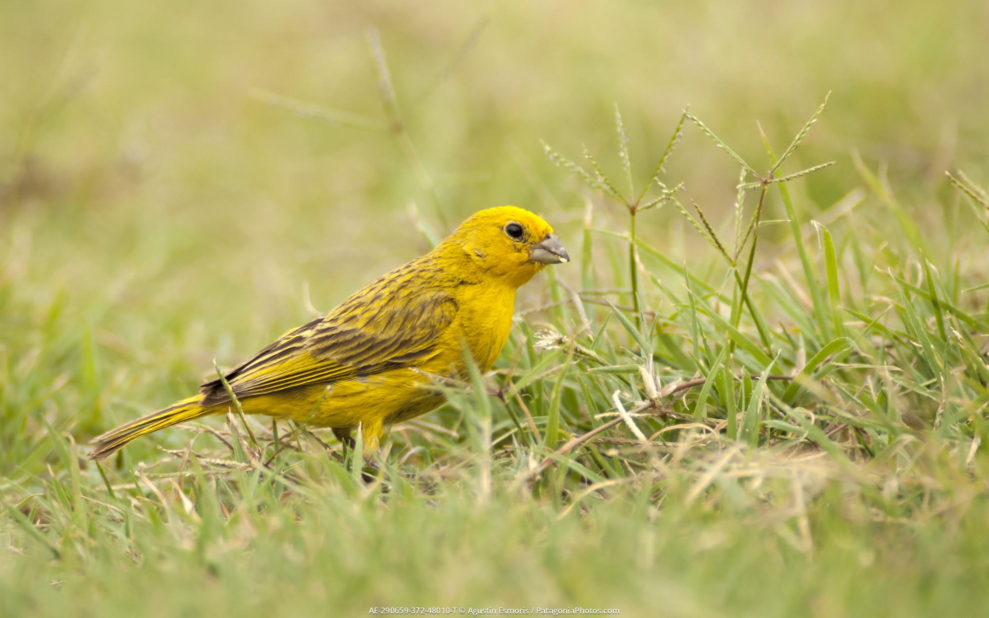 Saffron Finch