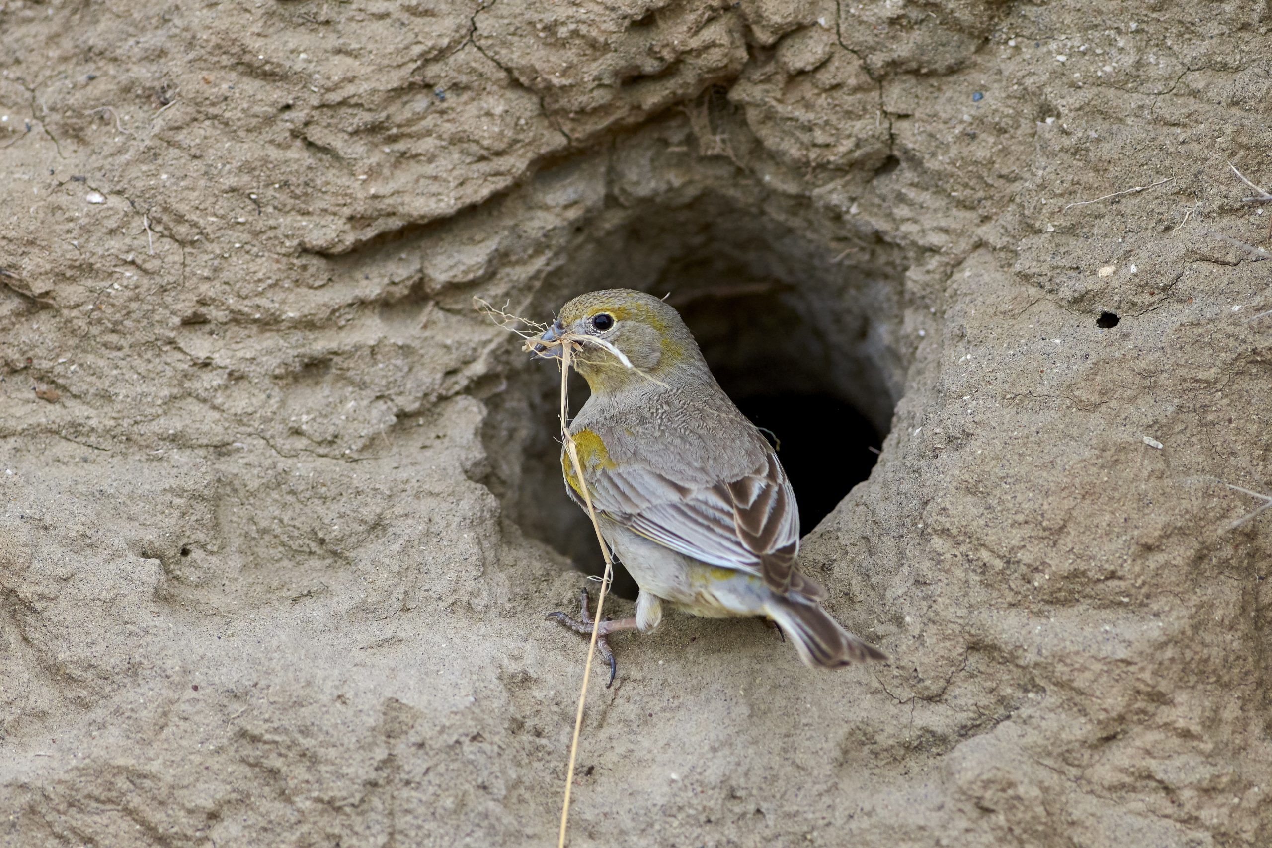 Patagonian Yellow-Finch