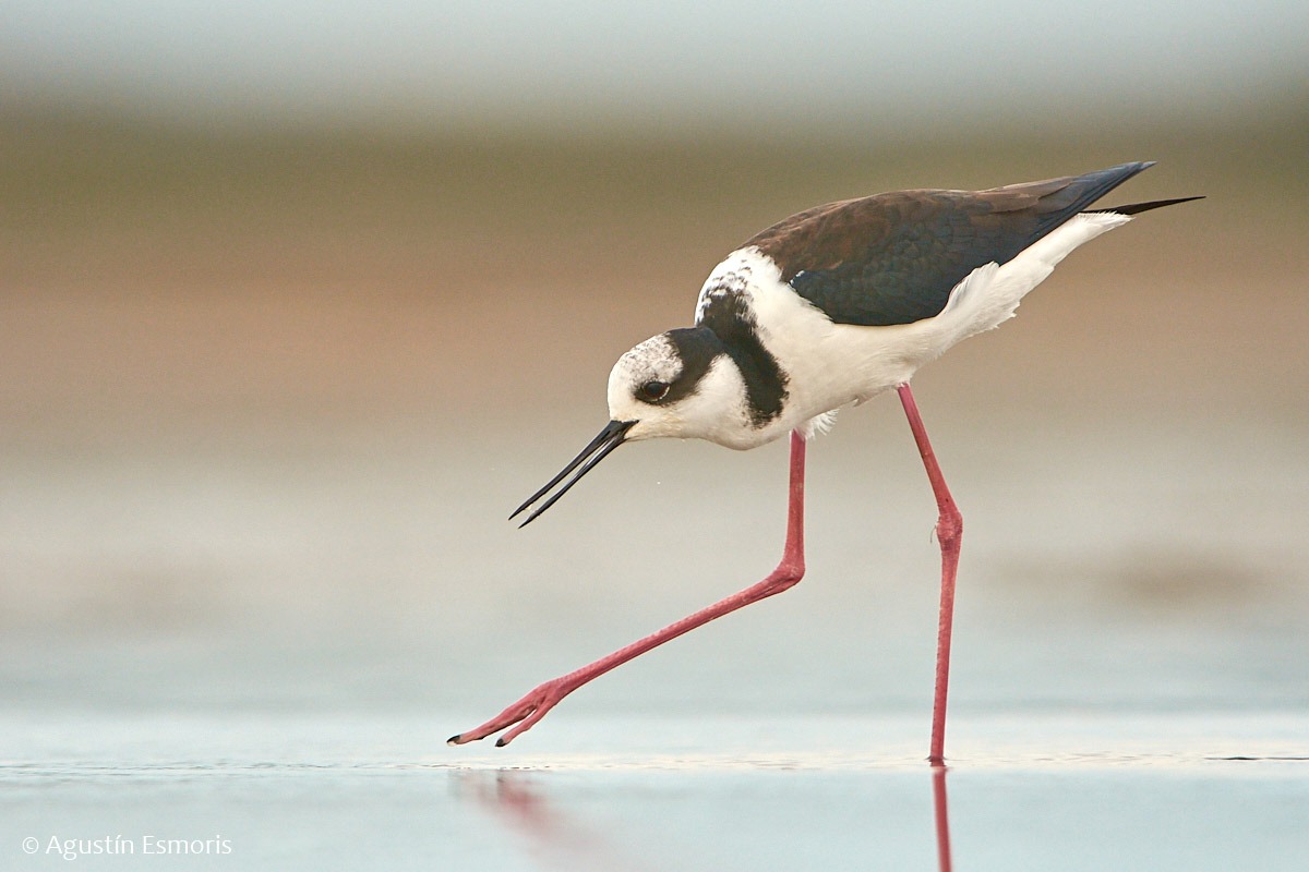 South American Stilt
