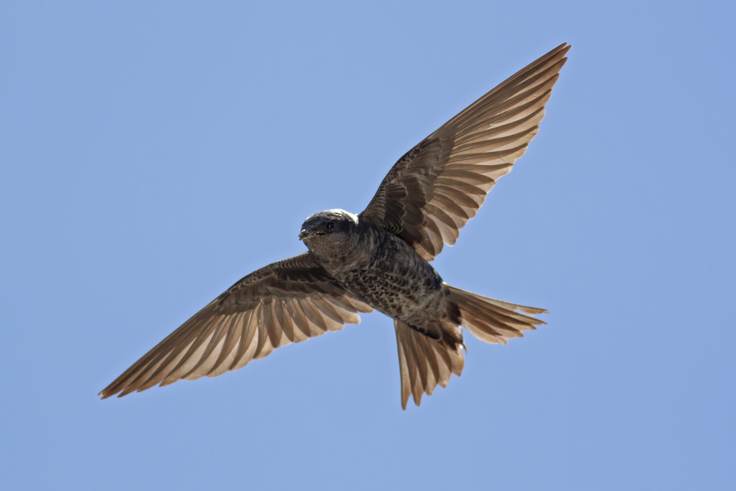 Southern Martin