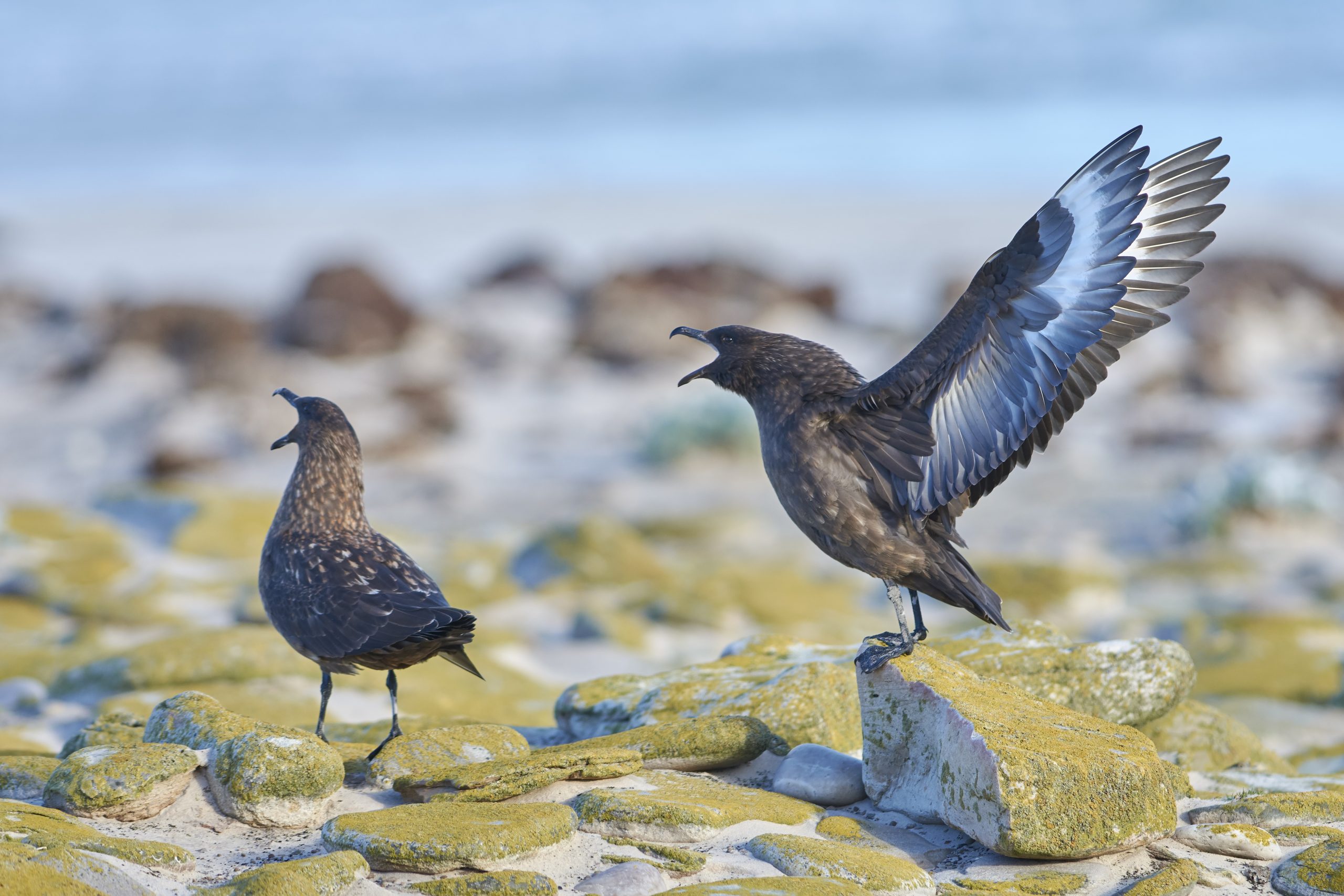 Brown Skua