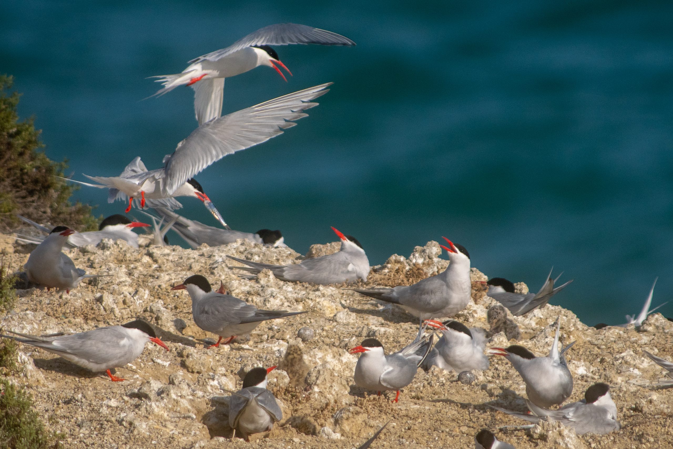 South American Tern