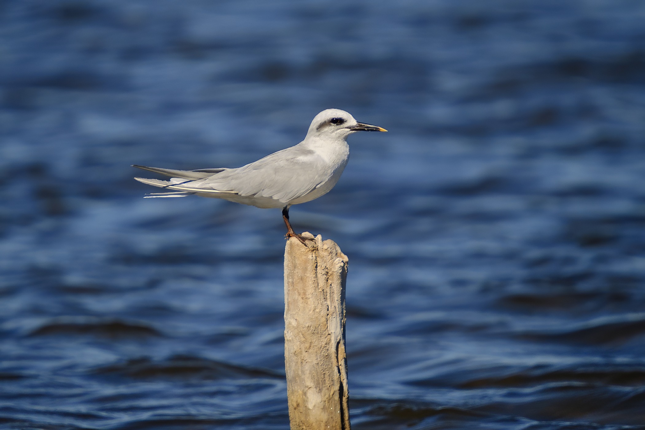 Snowy-crowned Tern
