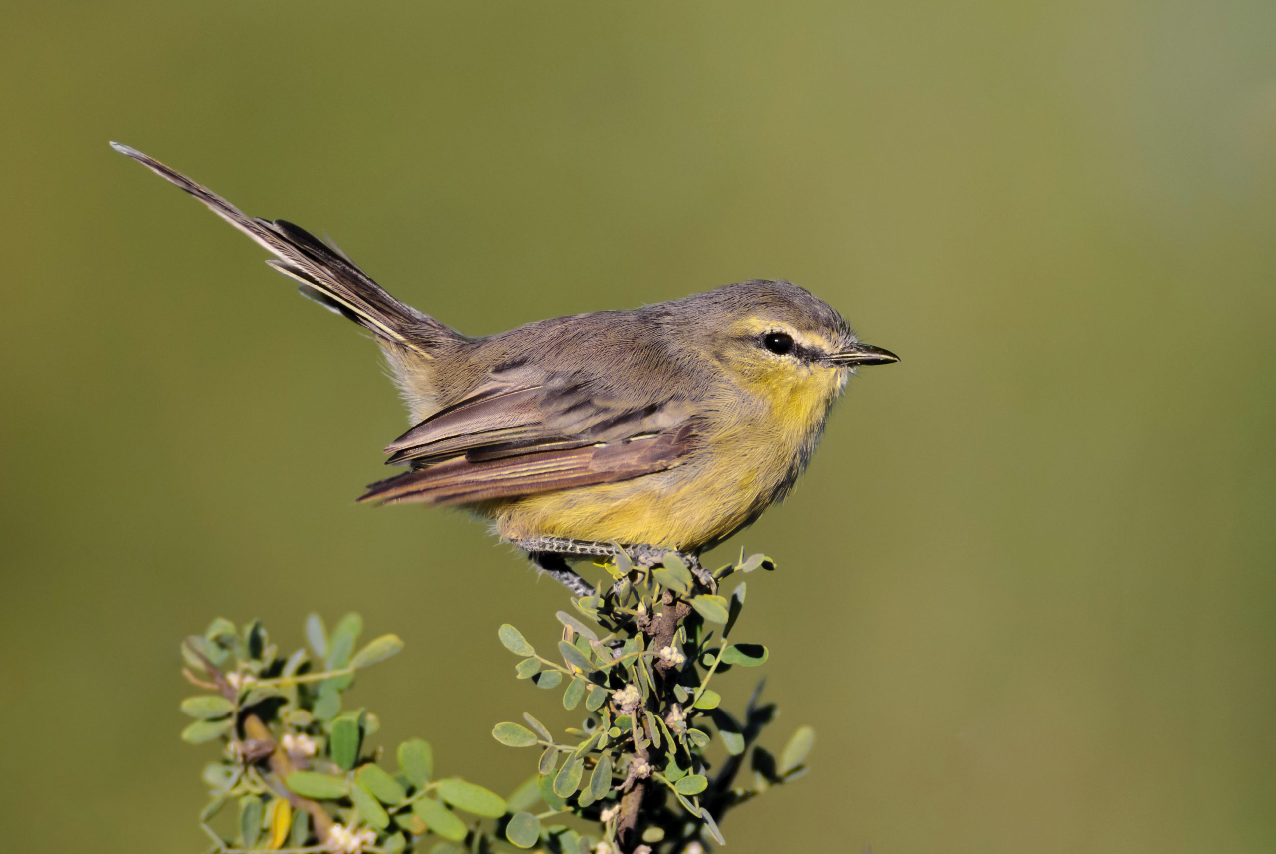 Greater Wagtail-tyrant