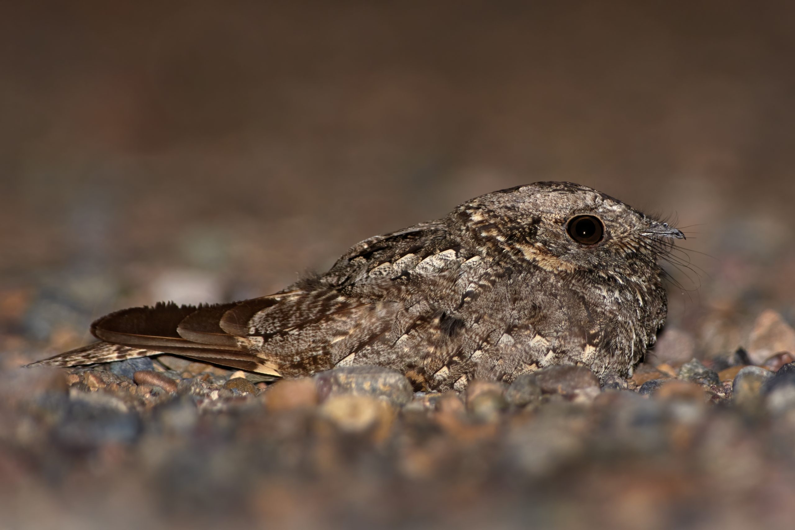 Band-winged Nightjar