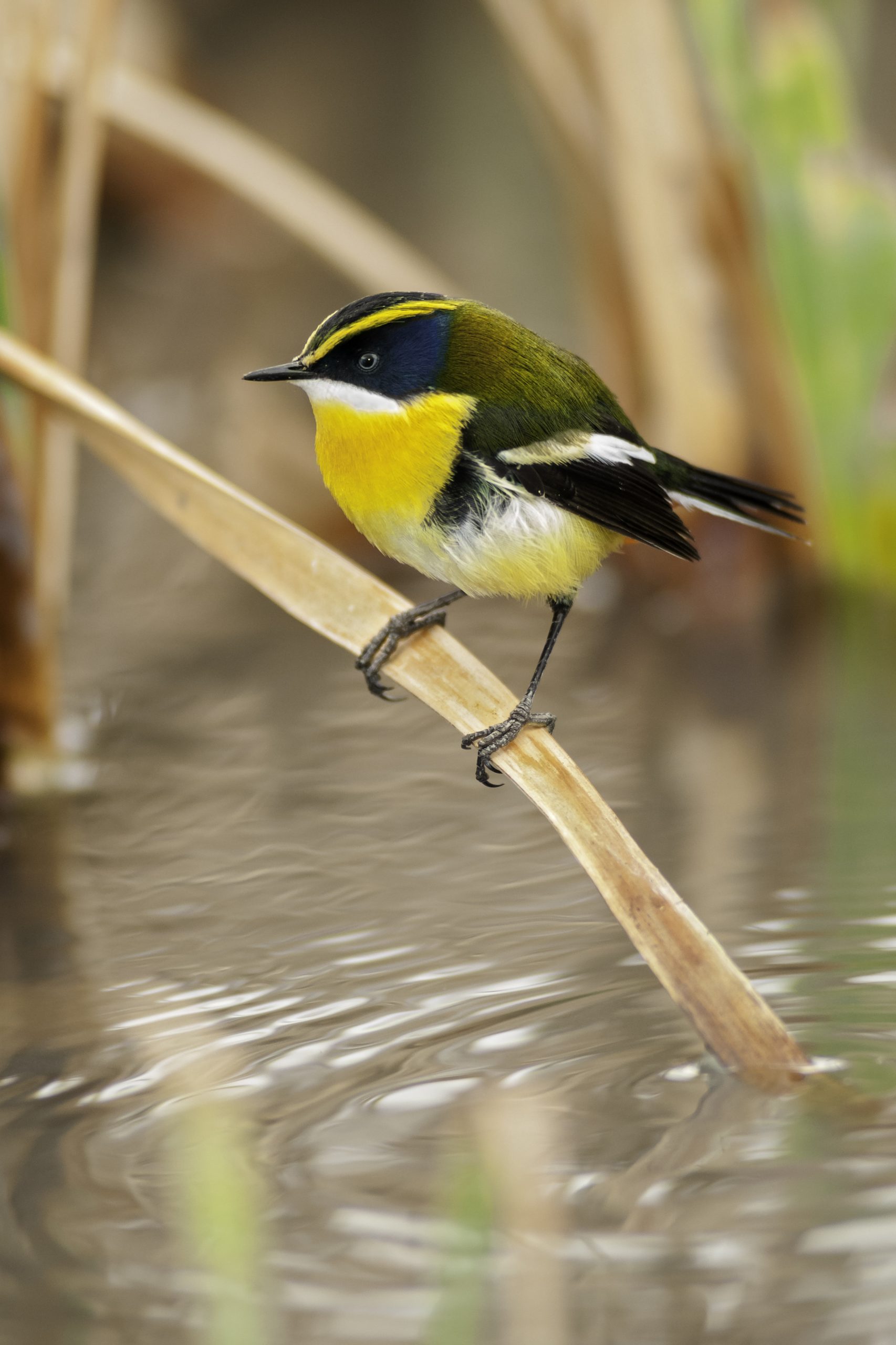 Many-colored Rush Tyrant