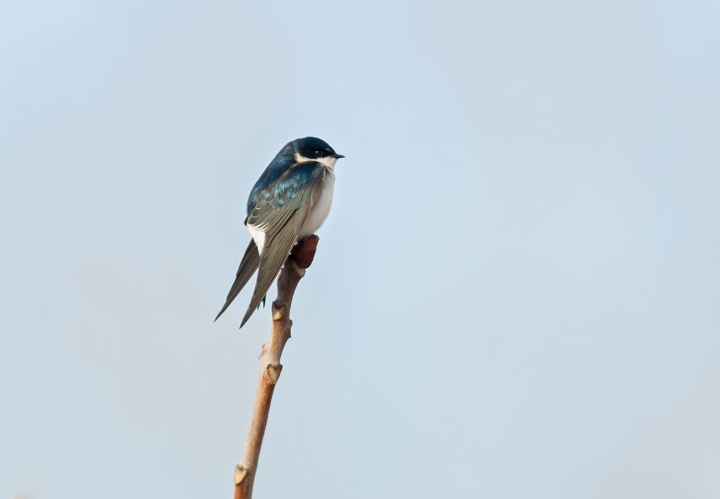 Chilean Swallow