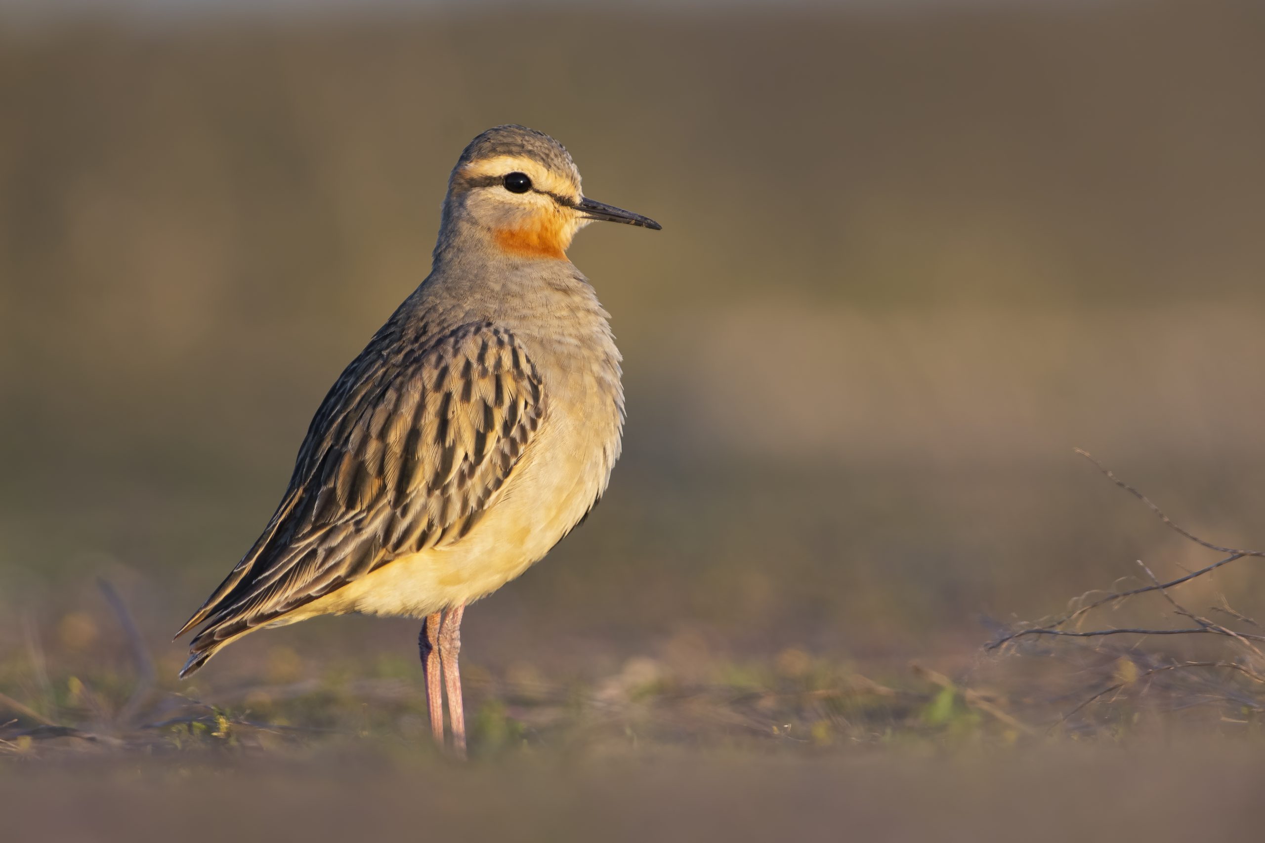 Tawny-throated Dotterel