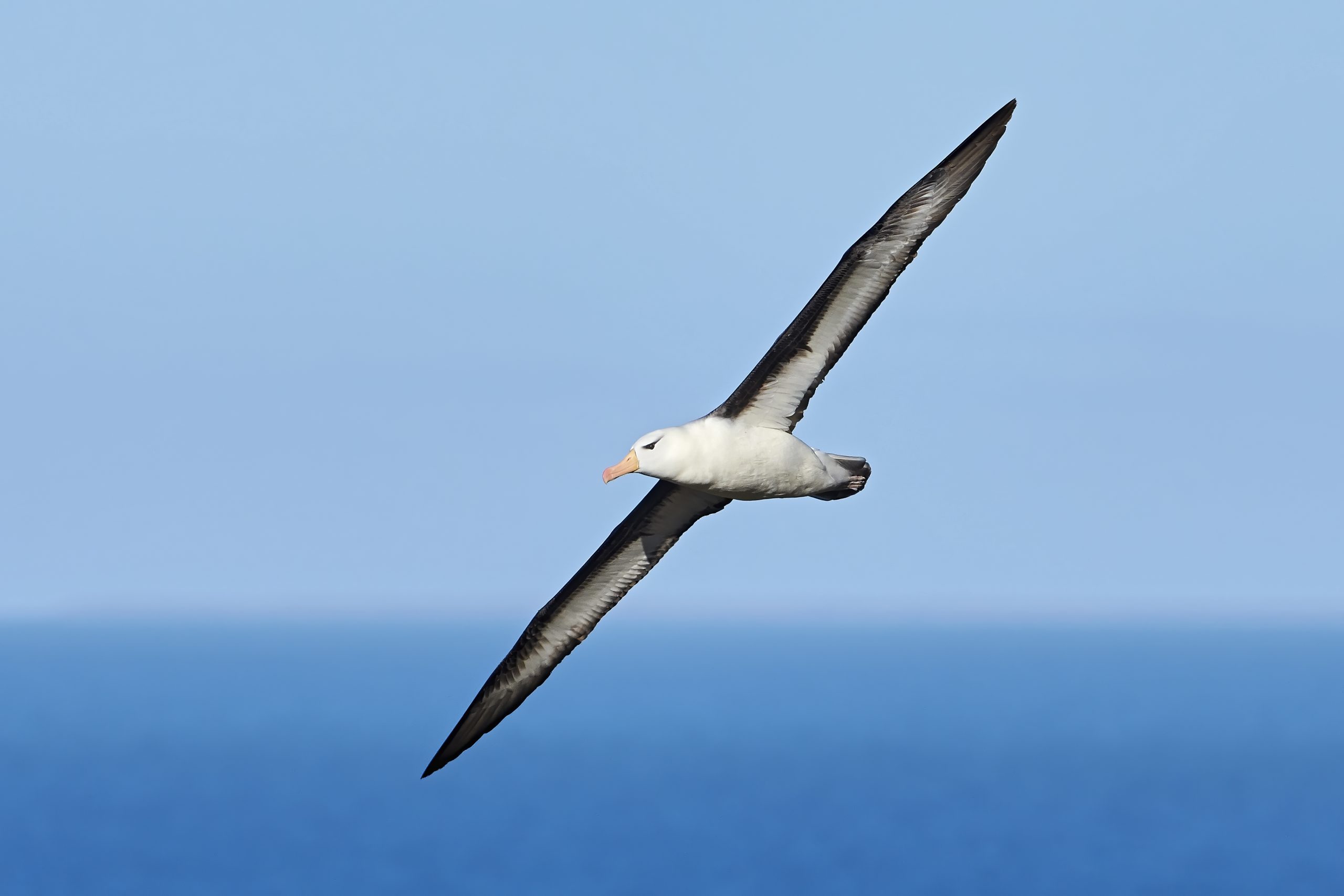 Black-browed Albatross