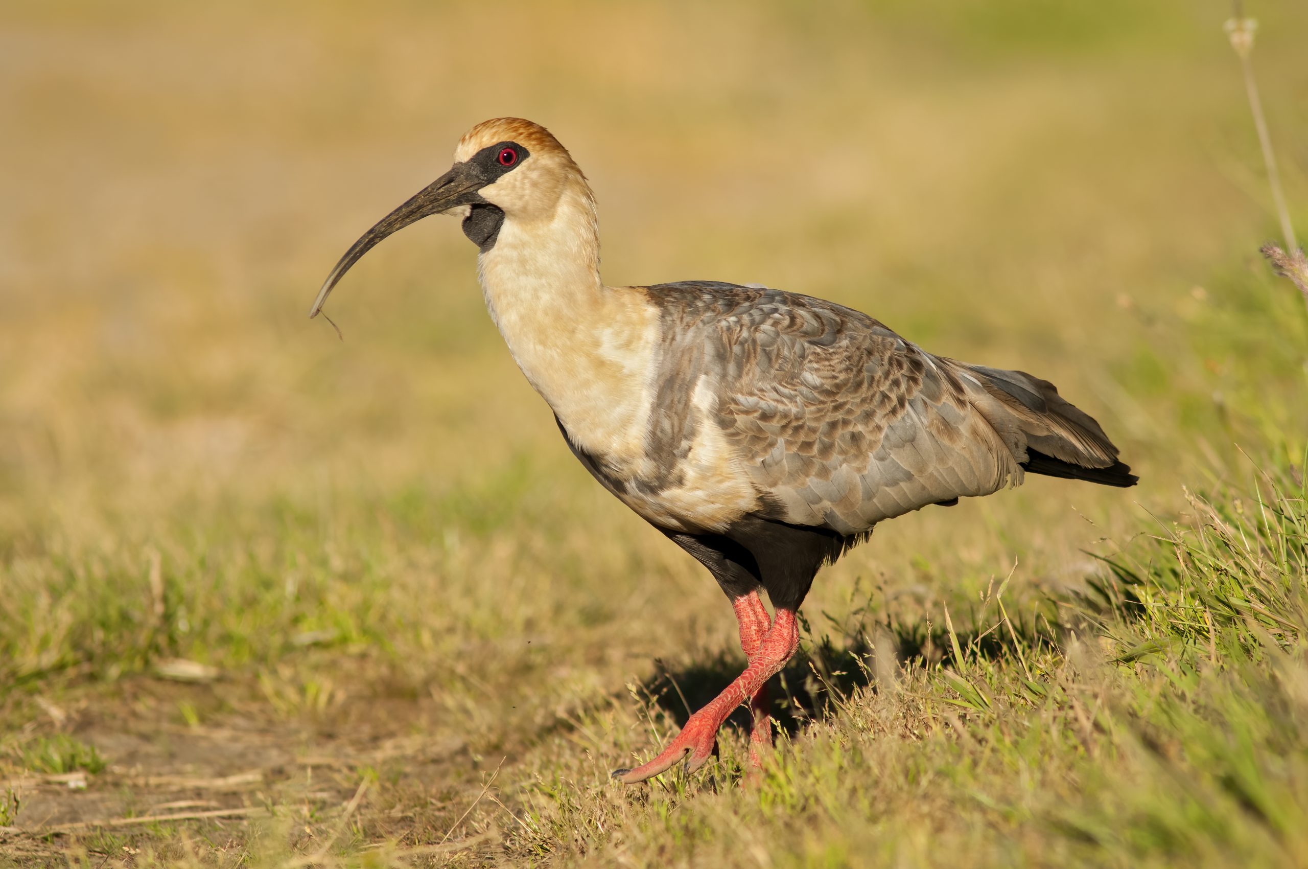 Black-faced Ibis