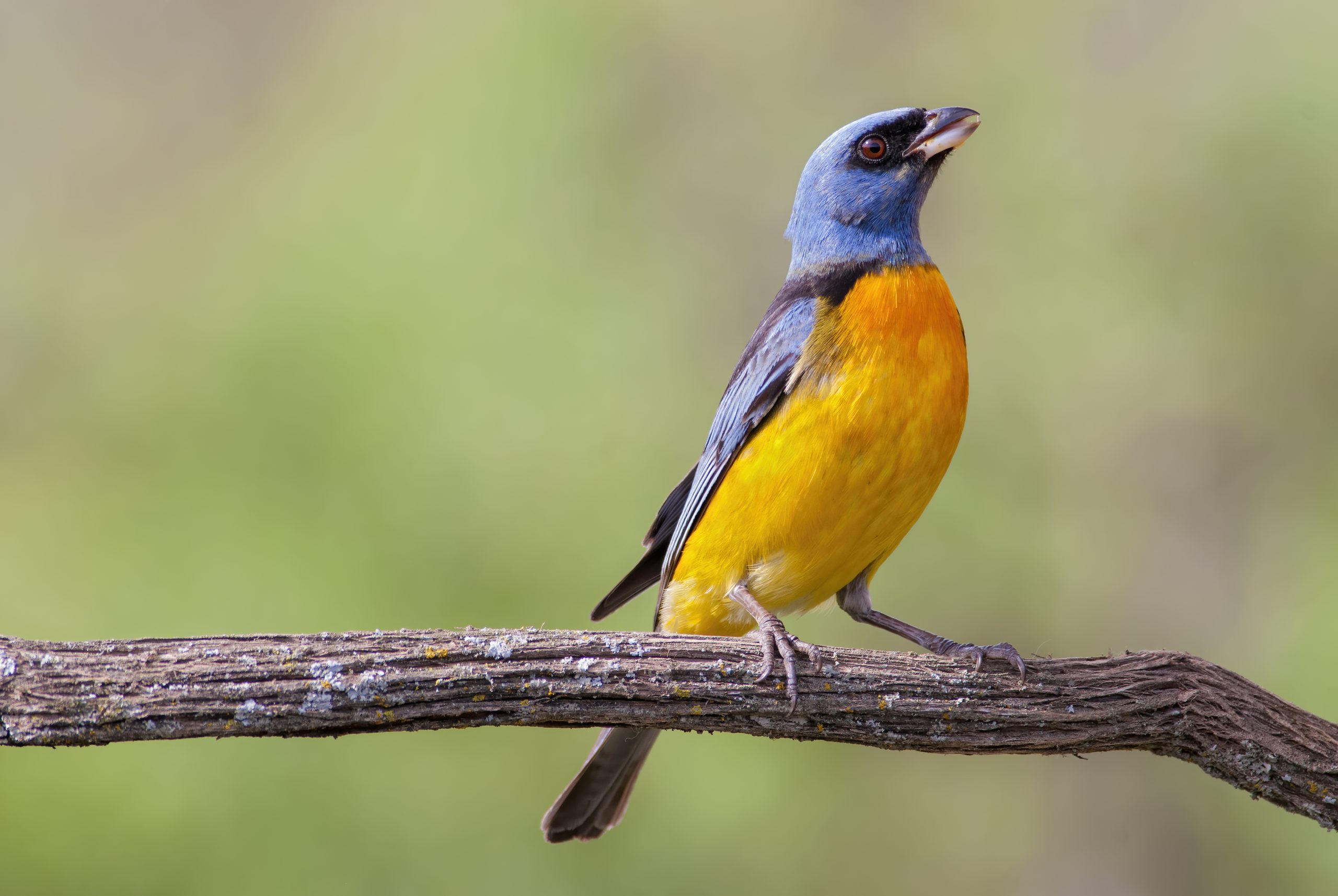 Blue-and-yellow Tanager