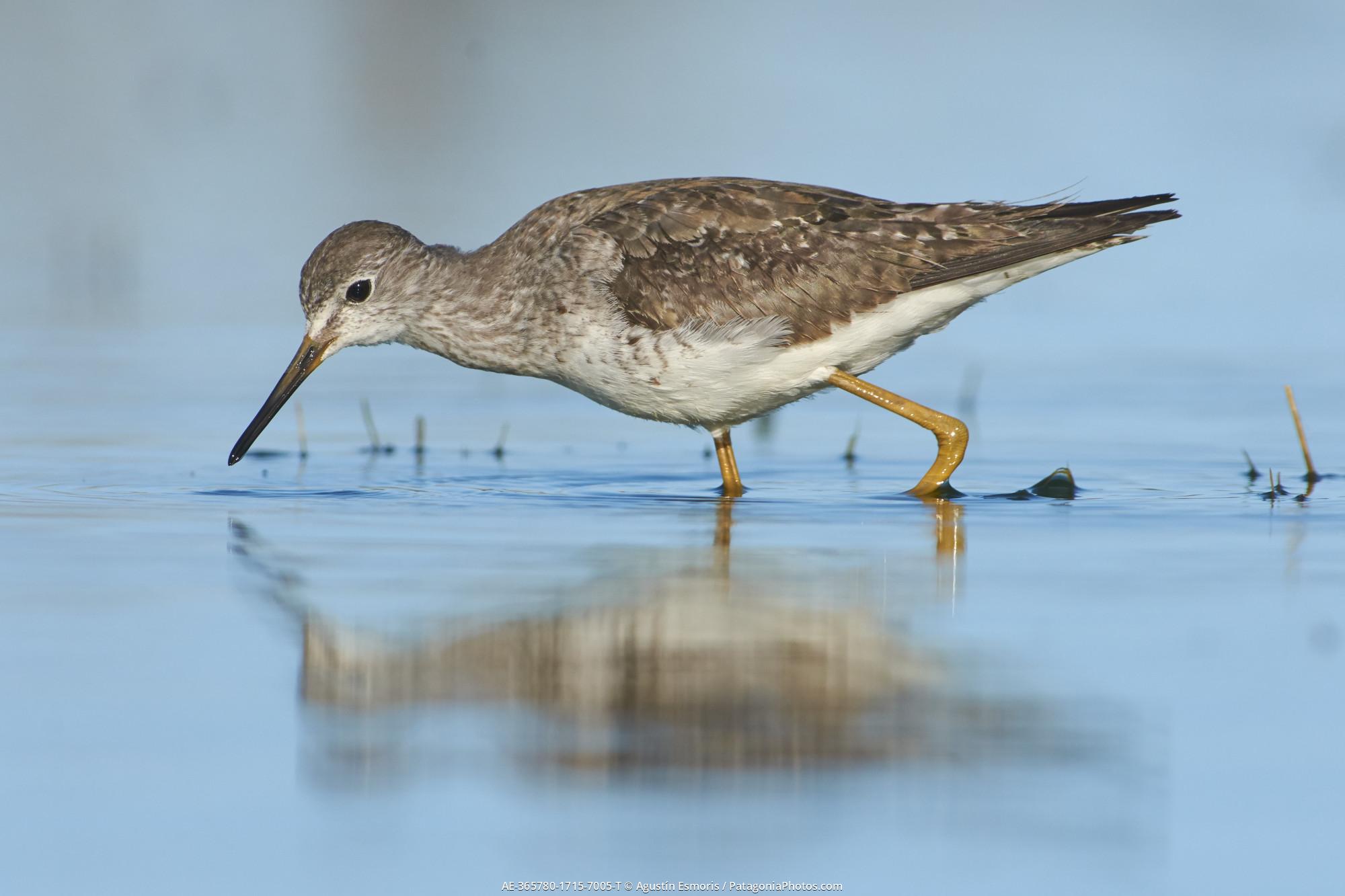 Lesser Yellowlegs