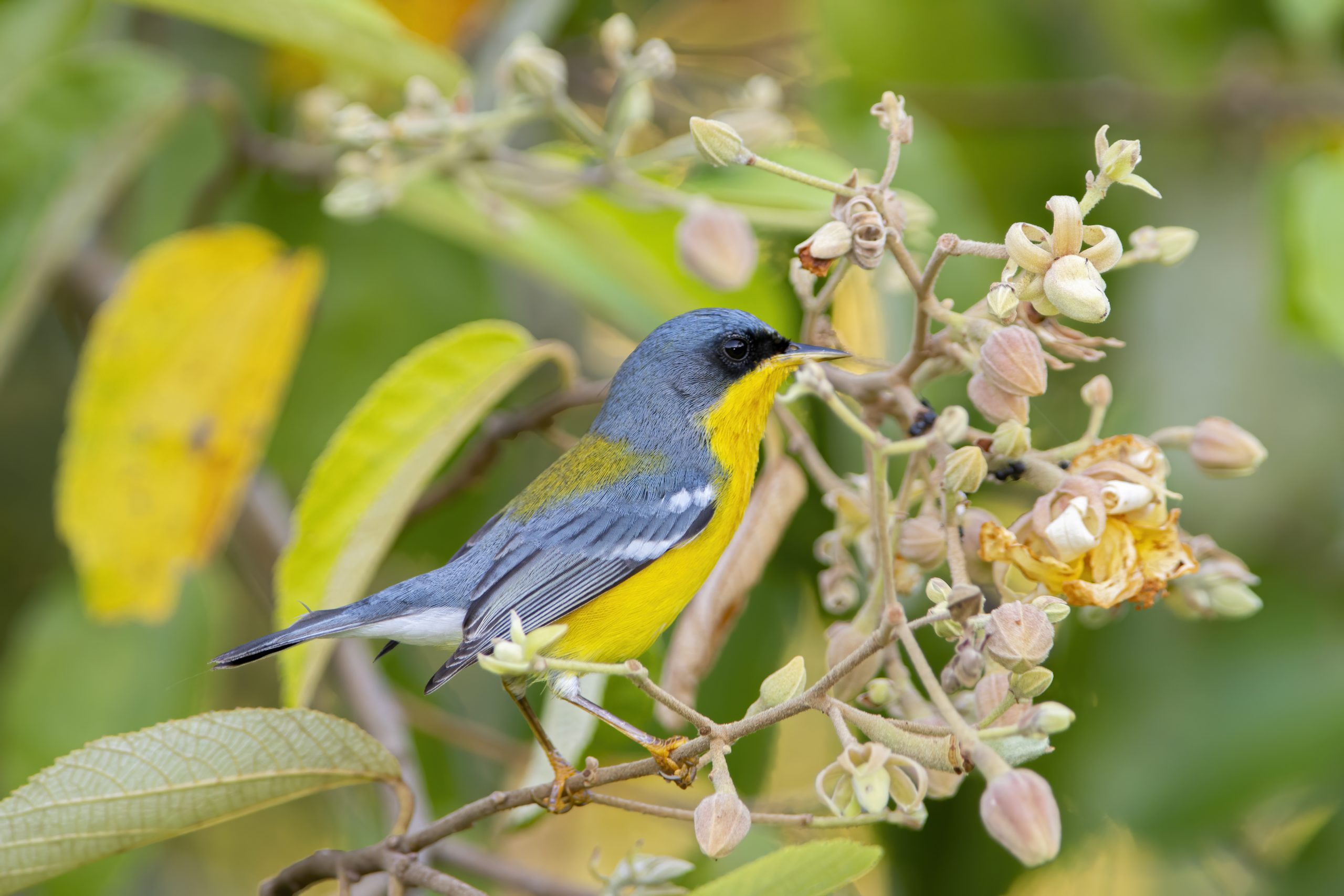Tropical Parula