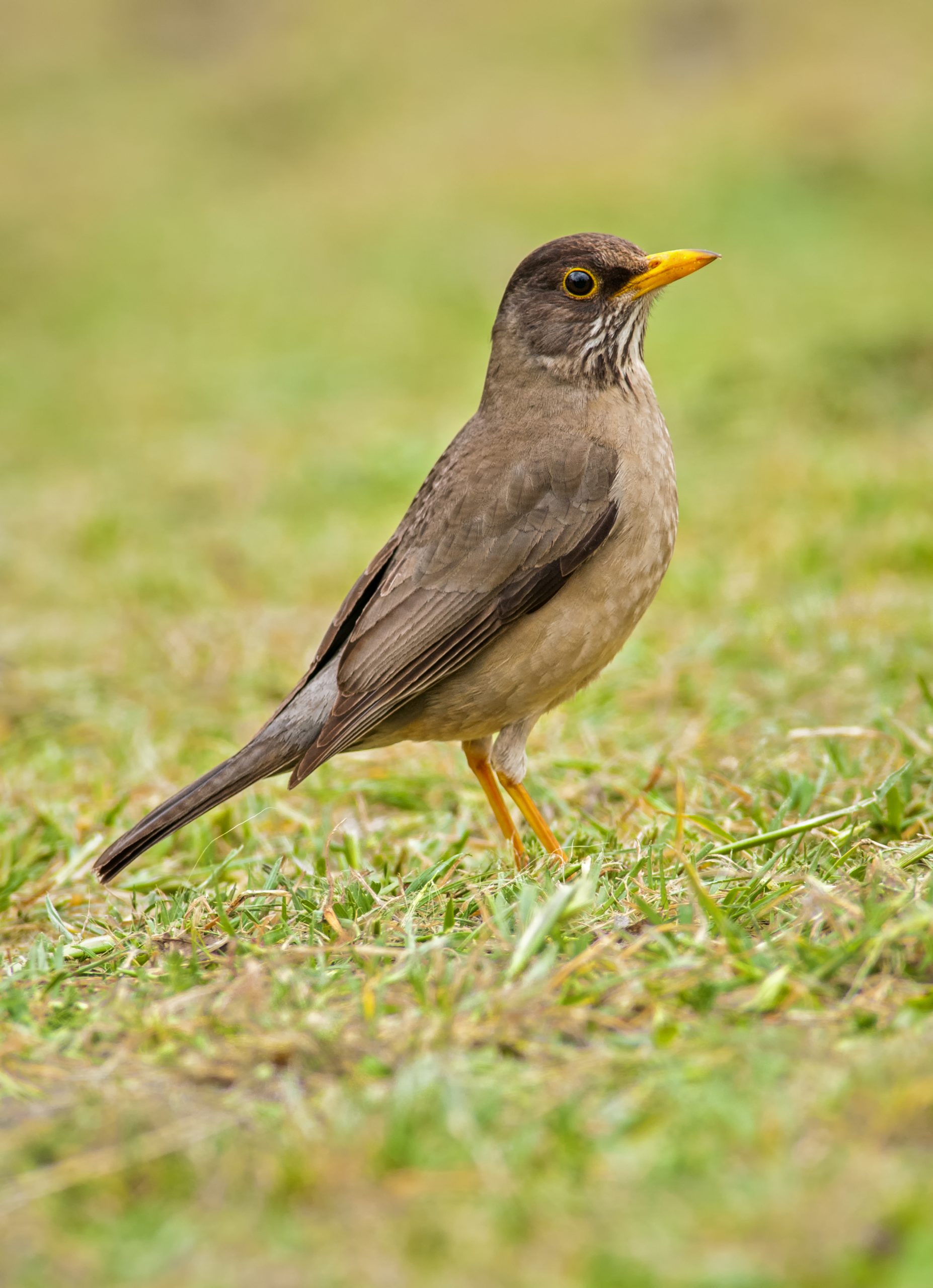Austral Thrush