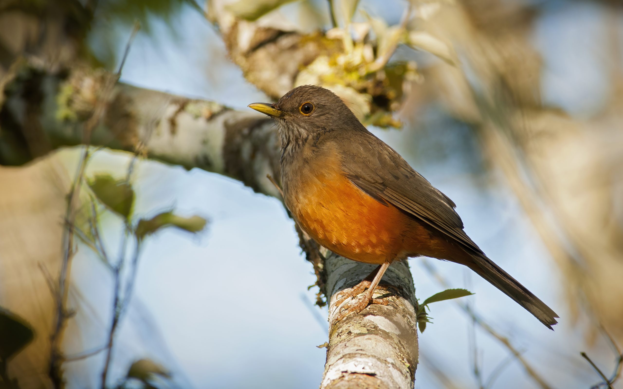 Rufous-bellied Thrush