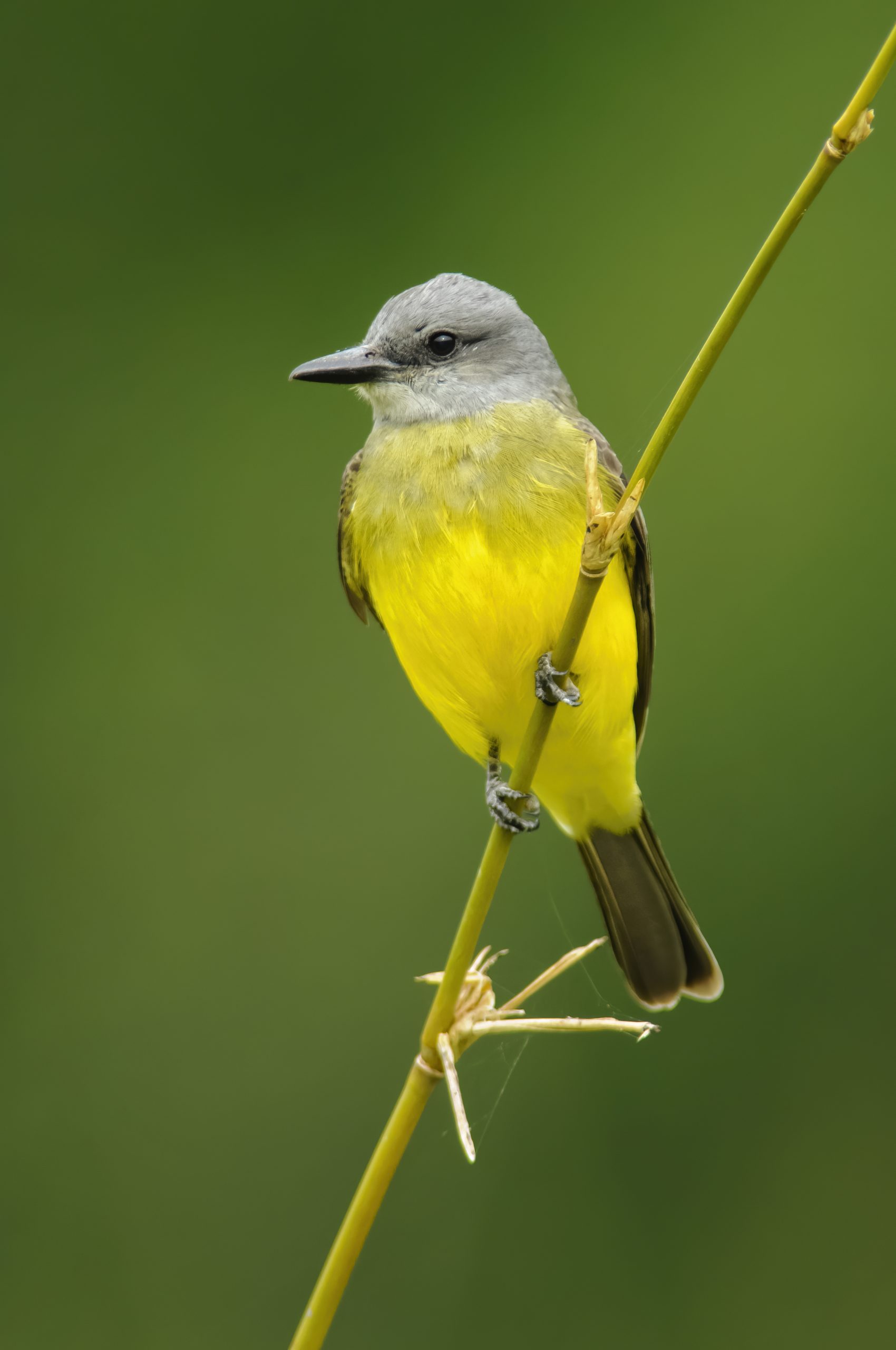 Tropical Kingbird