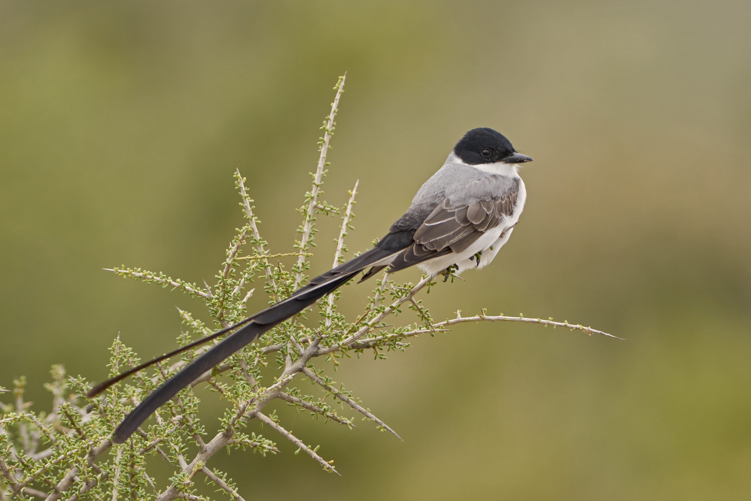 Fork-tailed Flycatcher