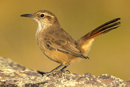 Band-tailed Earthcreeper. Puerto Madryn, Chubut, Argentina