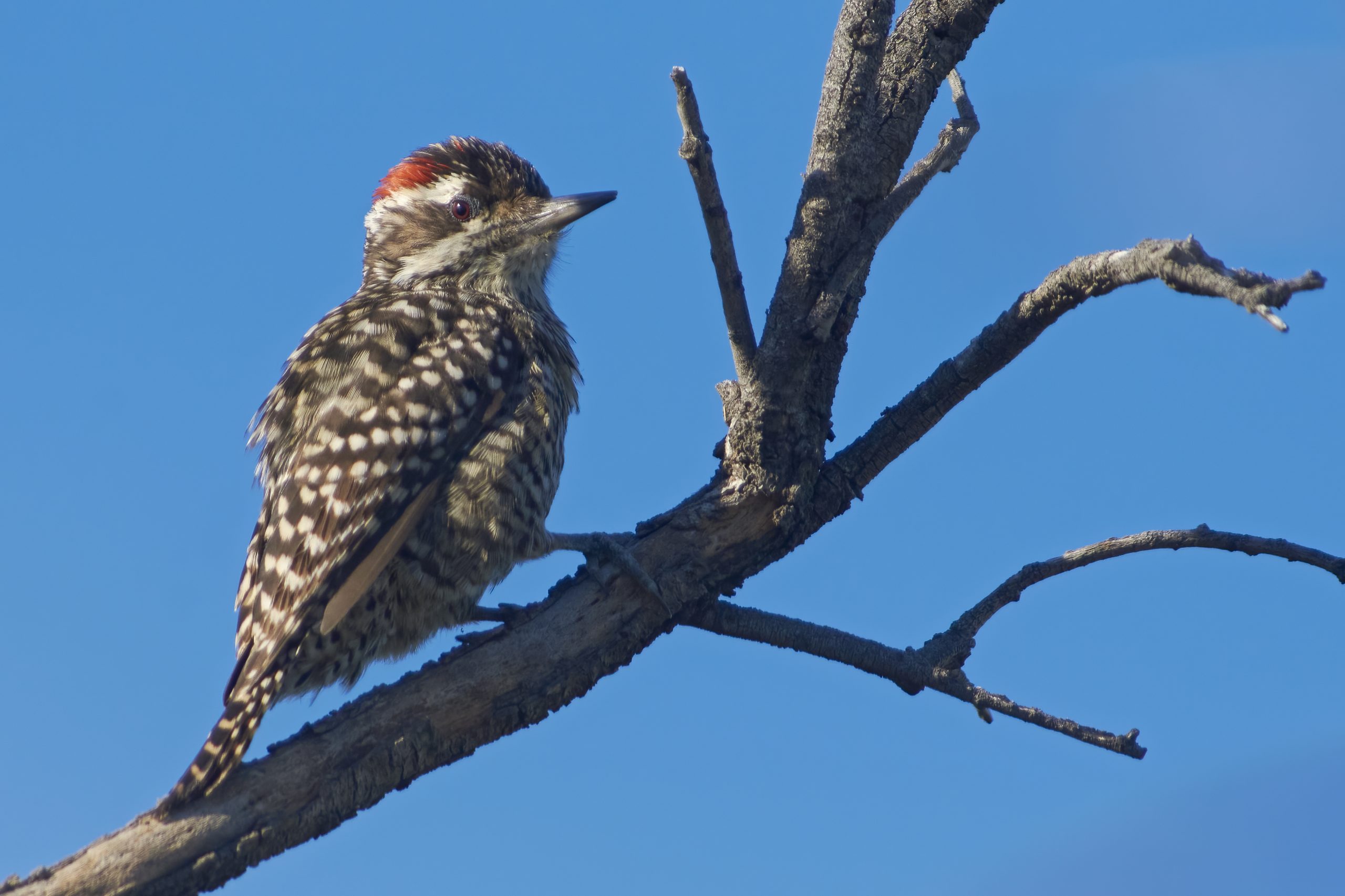 Checkered Woodpecker