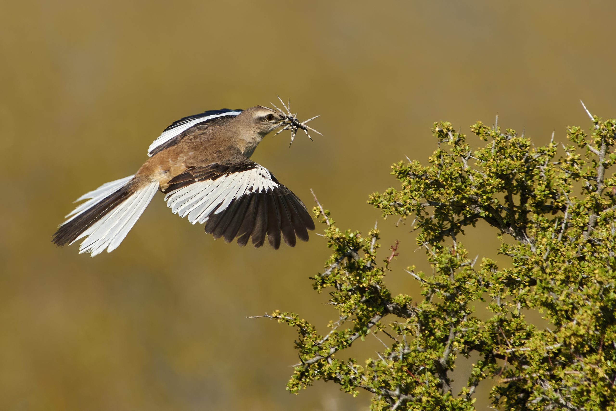 White-banded Mockingbird
