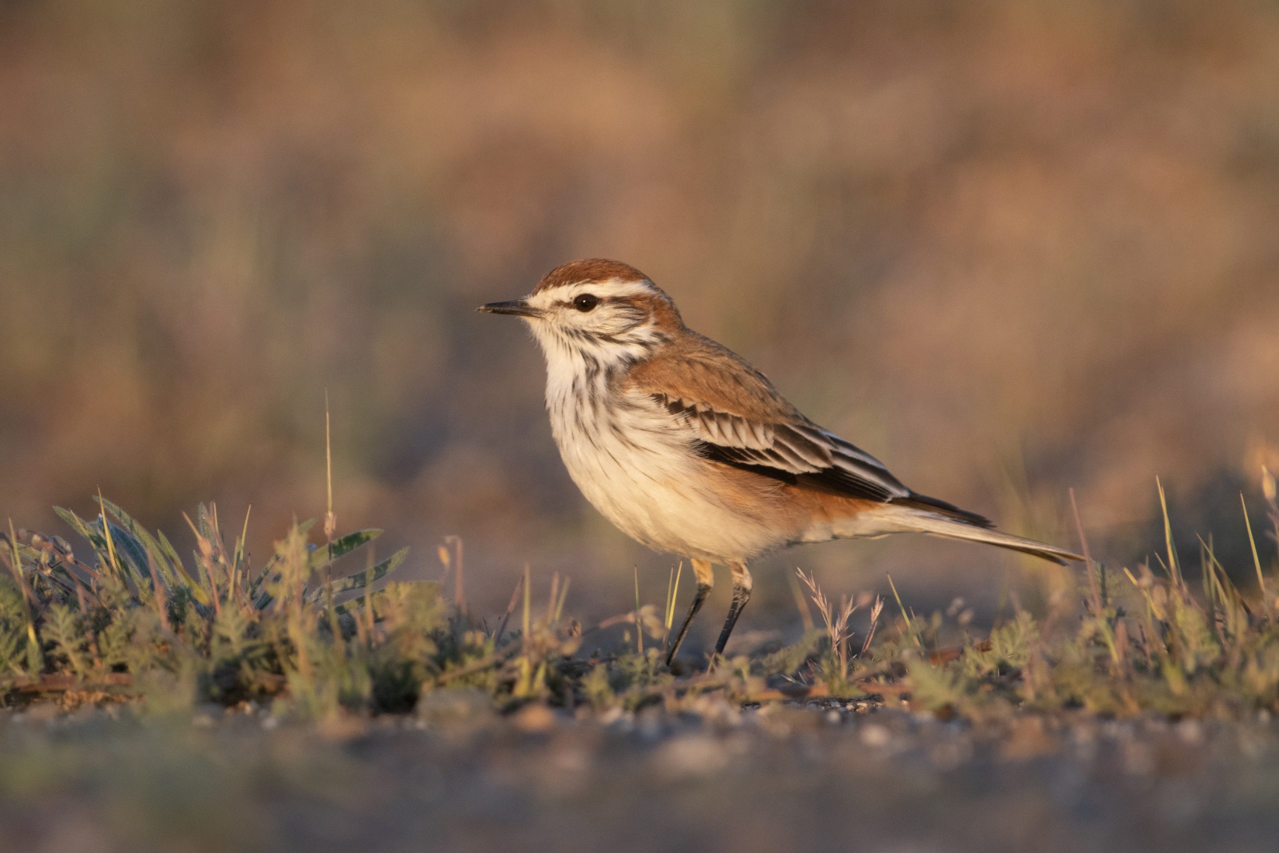 Rusty-backed Monjita