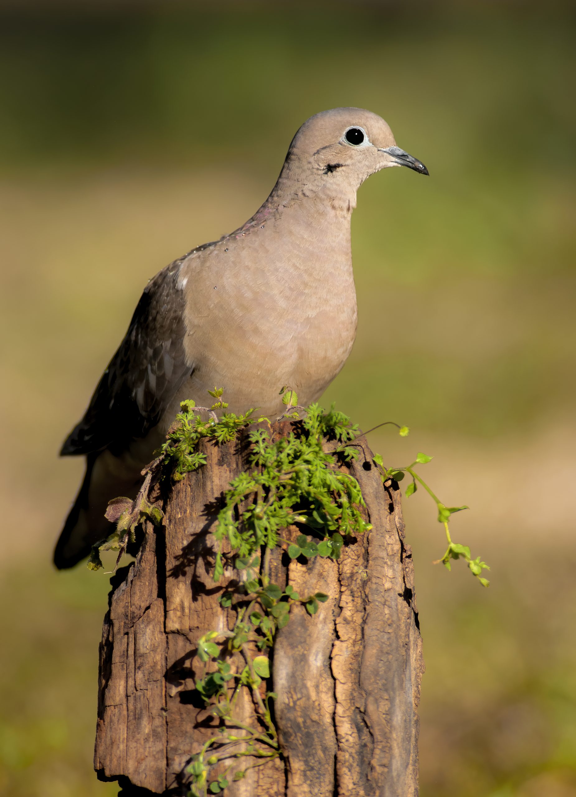 Eared Dove