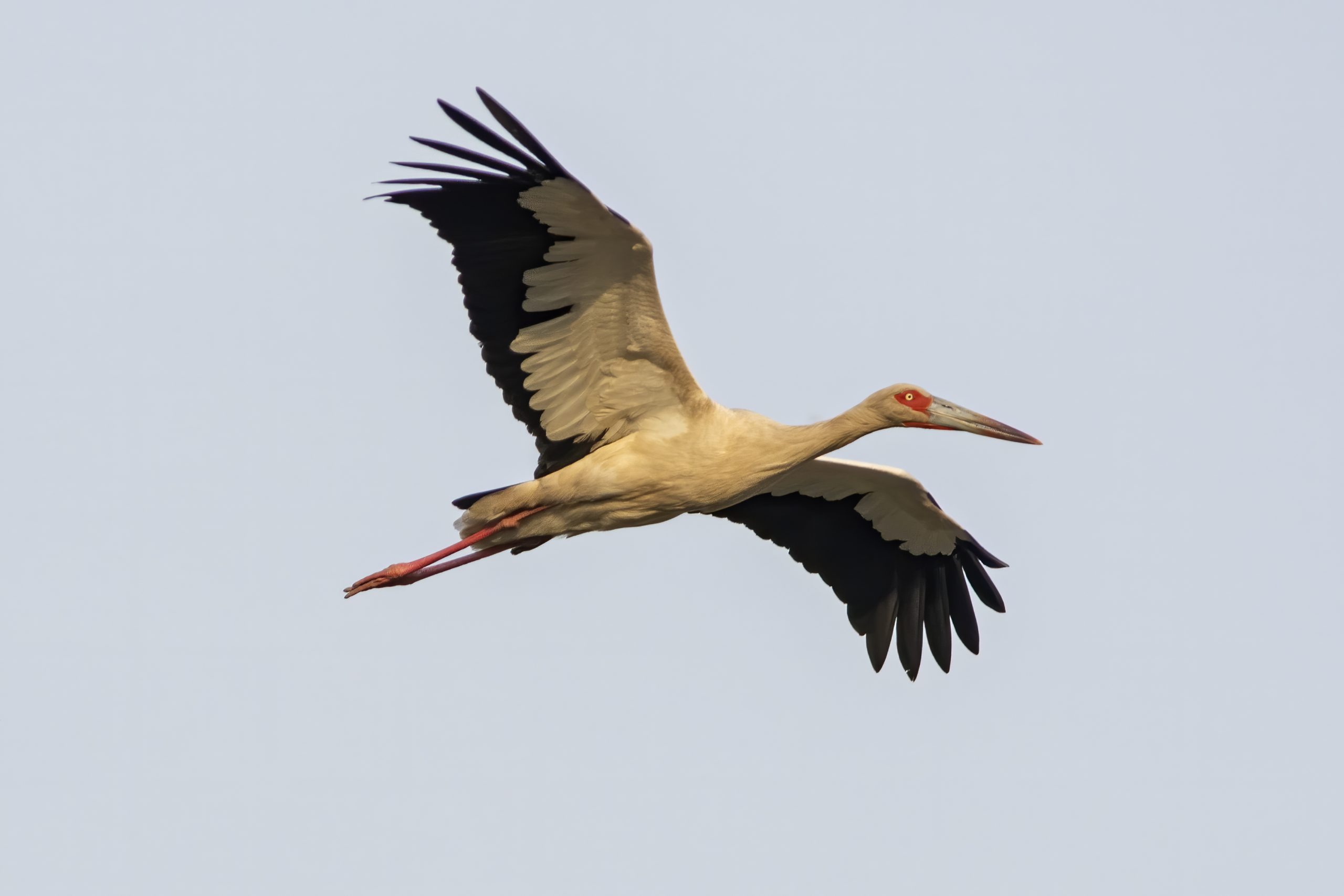 Maguari Stork