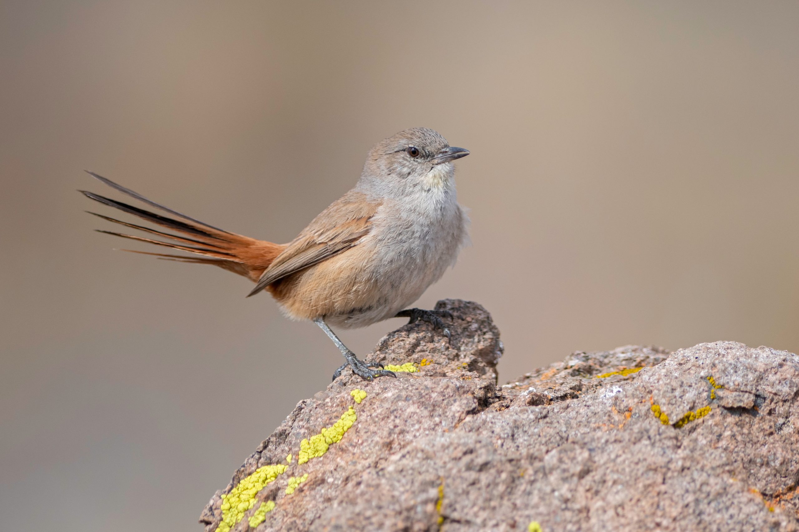 Steinbach's Canastero