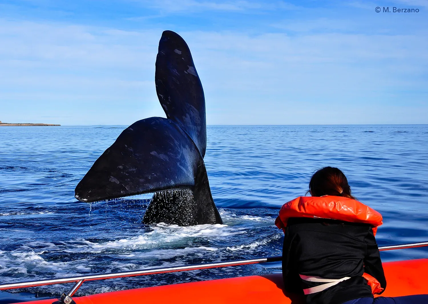 Boat-based Whale Watching