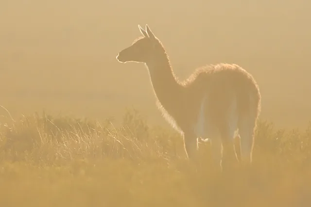 Guanaco