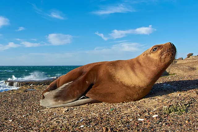 South American Sea Lion