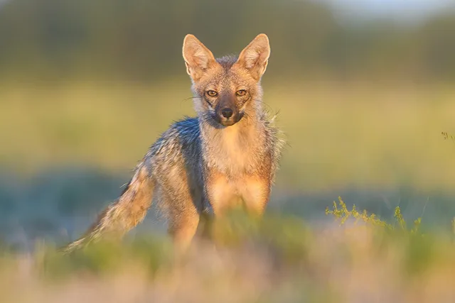 South American Gray Fox