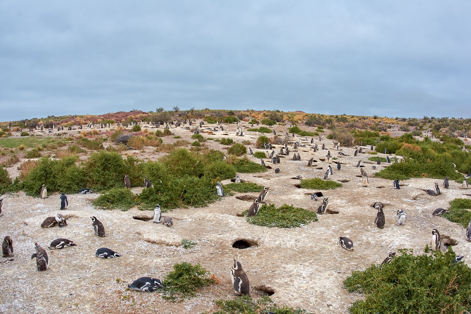 Birding in Península Valdés – Magellanic Penguins on coastal colony