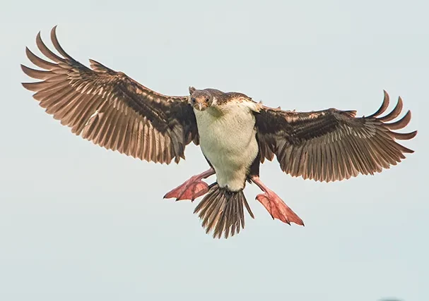 Puerto Madryn Birding Shore Excursion