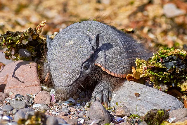 Large Hairy Armadillo