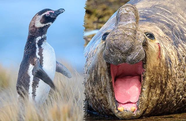 Punta Tombo & Isla Escondida