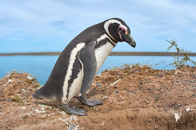 Magellanic Penguin