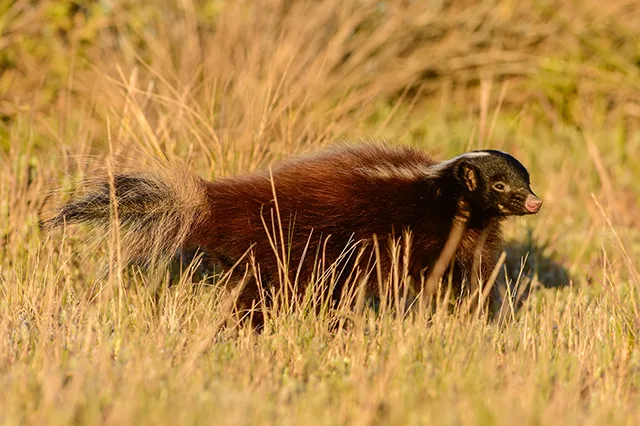 Molina's Hog-nosed Skunk